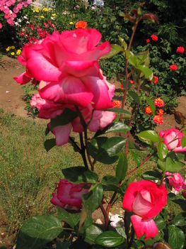 Lúzia Nisler rózsa