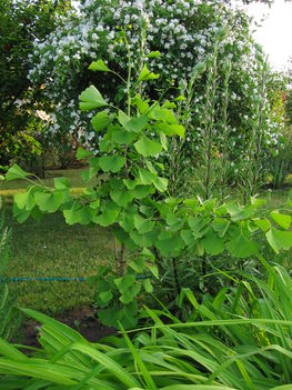 Páfrányfenyő  ( Ginkgo biloba )