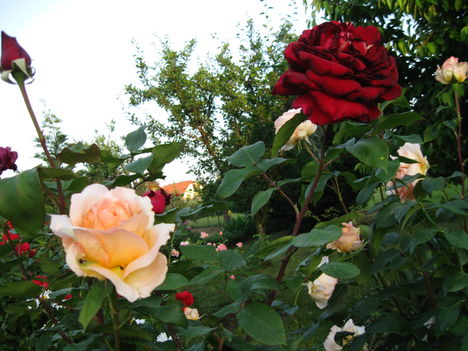 Rózsák