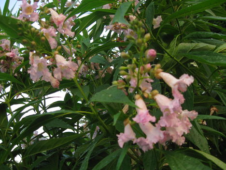 Trombitafa virága közelről