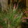 Bilbergia_kozelebbrol_504315_86880_t