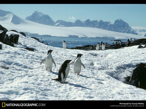 Cormorant Island Penguins, Antarctica, 1988