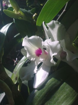 Dedrobium Orchidea / oldalról/ ujra virágzik