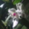 Dedrobium Orchidea / oldalról/ ujra virágzik