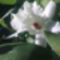 Dedrobium Orchidea/közelről/ ujra virágzik