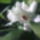 Dendrobium_orchidea-002_504985_22287_t