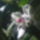 Dendrobium_orchidea_oldalrol_megint_viragzik_504987_22112_t