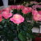 gyönyörű rózsák