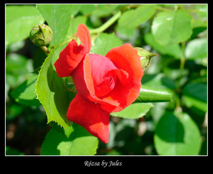 rózsa by B.J