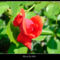 rózsa by B.J