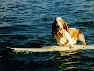 Szörföző kutya 5.