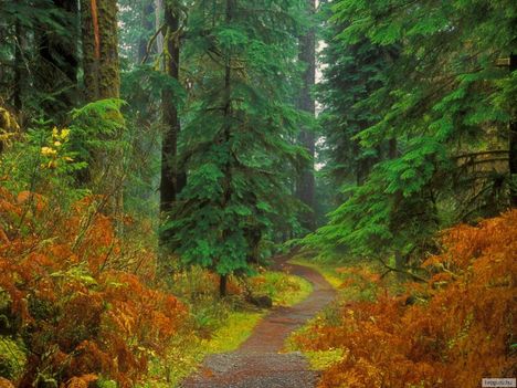 Fenyőerdő, Olympic Nemzeti Park, Washington, USA