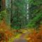 Fenyőerdő, Olympic Nemzeti Park, Washington, USA