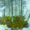 Inka Essenhigh - Fog, Moss, Lichen (2008)