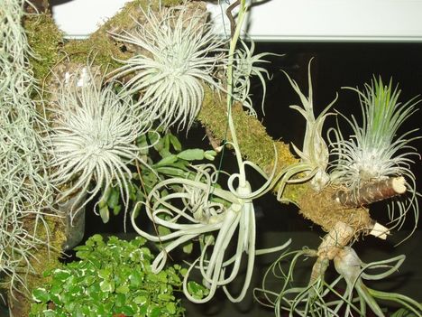 tectorum_duo és duratii