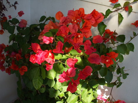 bouganvillea(murvafürt piros)