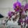 Orchid_553766_25414_t
