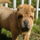 Sajogomor_1-001_553481_93937_t