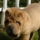 Sajogomor_2-001_553482_16188_t