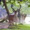 szarvas_deer19