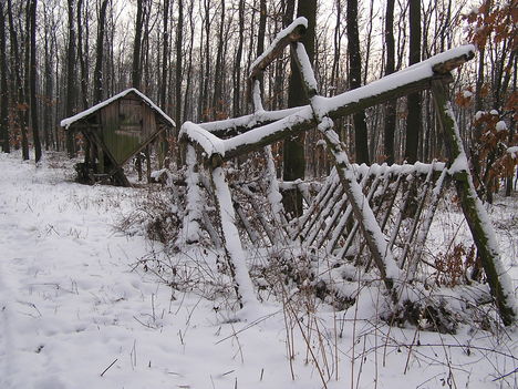 Téli erdő 13