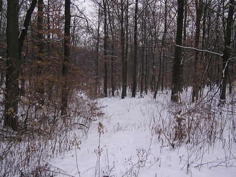 Téli erdő 2