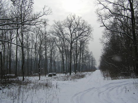 Téli erdő 4