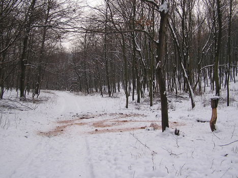 Téli erdő 6