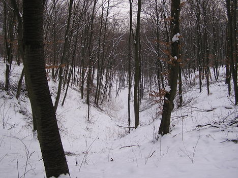 Téli erdő 7