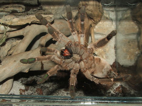 H. maculata