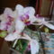 Lepke Orchidea /már nincs meg, elpusztult/