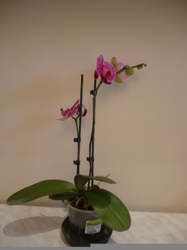 Phalaenopsis / Pillangó orchidea