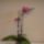 Phalaenopsis__pillango_orchidea_555538_15733_t