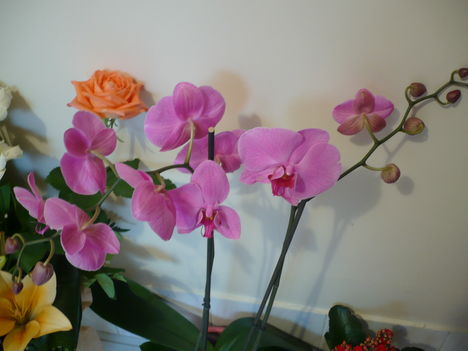 Phalaenopsis/Pillangó orchidea