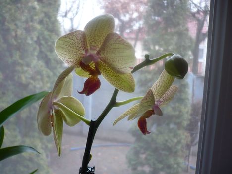 Pillangó orchidea / Phalaenopsis