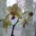Pillango_orchidea__phalaenopsis_555539_32438_t