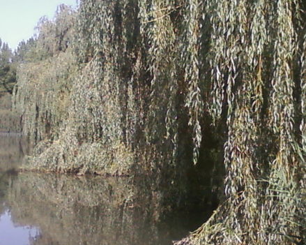 soproni tó