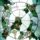 V_g_beata6_557246_98810_t