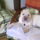 Dorkam_2_558718_83232_t