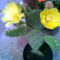 füge kaktusz virága
