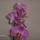 Orchidea-001_558757_51261_t