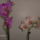 Orchidea-002_558755_88360_t