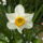 Narcisz_559854_93176_t