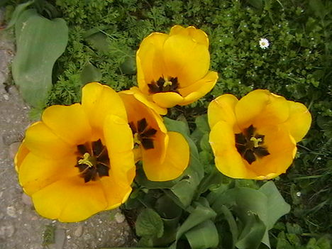 tulipán 2