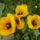 Tulipan_2_559859_27027_t