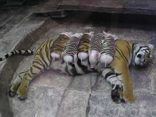 A tigris esete a kismalacokkal 3