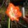 Amarilisz_1_550836_79013_t