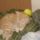 Az_epitomunkas_macska_550810_86558_t