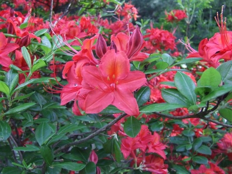 Kám - rododendron