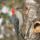 Madarak_12_505610_79759_t